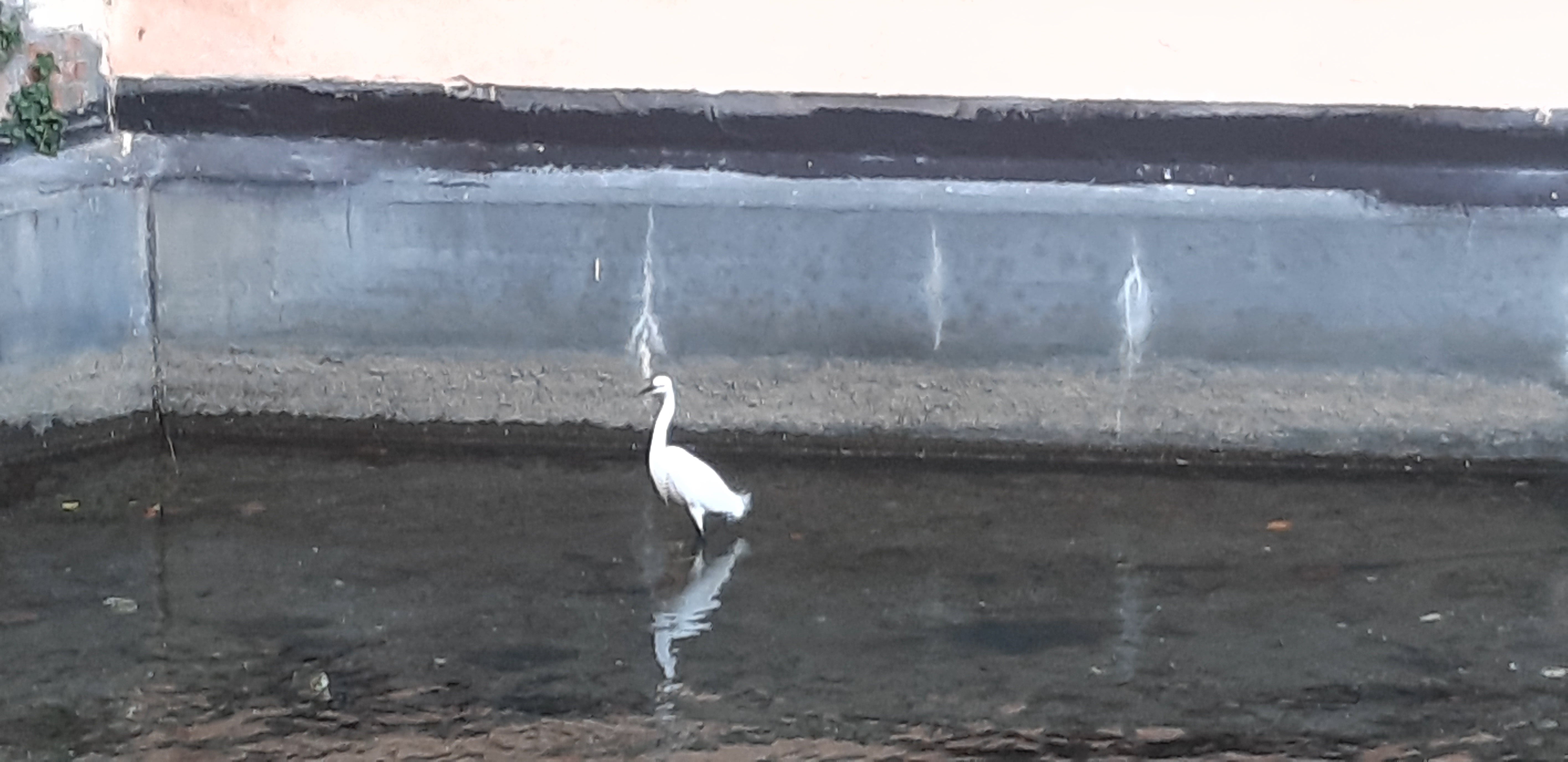 Airone bianco